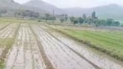 આપણી ખબરઃ ગત અઠવાડિયે થયેલા માવઠા માટે ખેડૂતોને નહીં મળે વળતર , શું કહ્યું કૃષિમંત્રીએ?