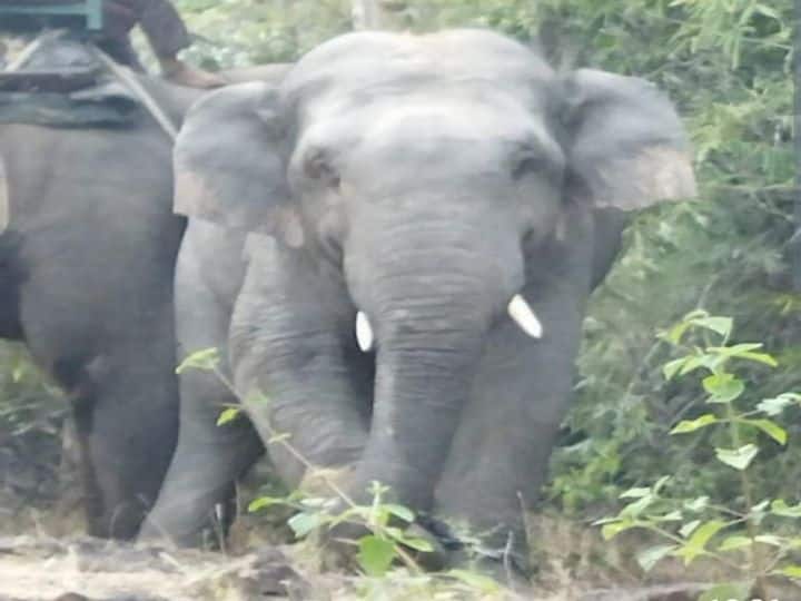 Jabalpur: बांधवगढ़ नेशनल पार्क में उत्पात मचाने वाला हाथी किया गया रेस्क्यू, भेजा गया कान्हा नेशनल पार्क