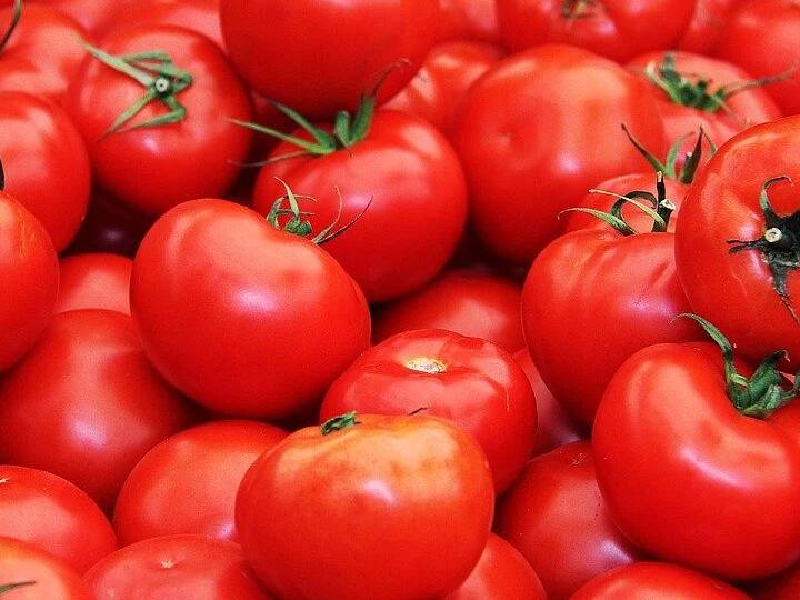 Tomato cultivation in 40 acres - Rs. 80 lakh Income   - Jackpot for Kurnool district farmer Tomato Farmers :  ఆ రైతు పంట పండించిన టమాటా .. ఒక్క సీజన్‌లో రూ. 80 లక్షలు !