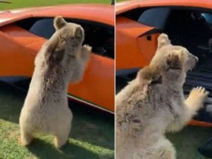 Pet bear accidentally tears off door of Lamborghini Huracan Performante Watch Video: லம்போர்கினி காரின் கதவை உடைத்த கரடி; இன்ஸ்டாகிராமில் விடியோ வைரல்!