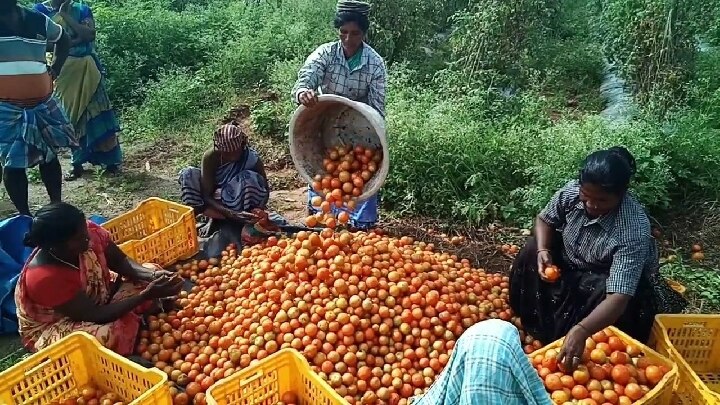 தக்காளி விலை ஏற்றத்தால் எங்களுக்கு எந்த பயனும் இல்லை - குமுறும் தக்காளி விவசாயிகள்