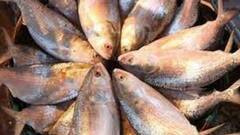 Hilsa: যেমন রূপ, তেমন গড়ন, শীতের বাজারে ক্রেতাদের মন ভরাচ্ছে রূপোলি শস্য| Bangla News
