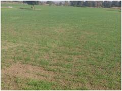 Sehore News: सीहोर में 3 लाख 94 हजार हेक्टेयर खेती पर संकट, गेहूं की फसल में लगा जड़ माहू रोग