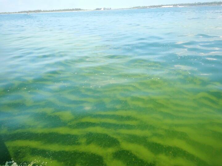 Algae that reduce oxygen levels in the ocean, green algae changing sea, endangered sea creatures Gulf of mannar Gulf of Mannar | ஆக்சிஜன் அளவை குறைக்கும் பாசி, பச்சை பசேலென மாறும் கடல்.. மன்னார் வளைகுடா பகுதியில் அதிர்ச்சி