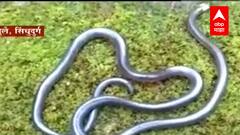 Sindhudurg Snake : सिंधुदुर्गात पोवळा सापाचा अधिवास समोर, वन्य प्रेमींमध्ये आनंदाचं वातावरण