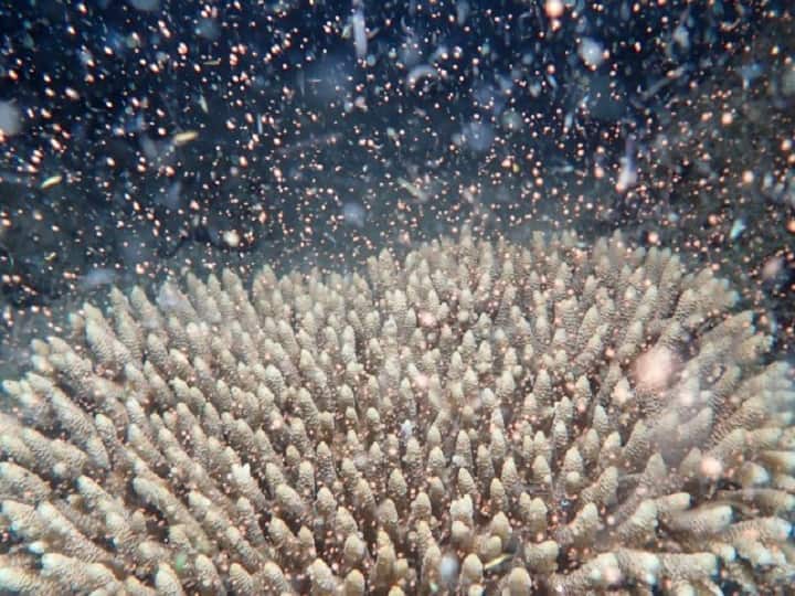 Great Barrier Reef simultaneously releases sperm, eggs- Watch Video Watch Video: Great Barrier Reef-இல் முட்டைகள் மற்றும் விந்தணுக்களை வெளியிடும் பவளப்பாறைகள்.. சூழலியலாளர்கள் மகிழ்ச்சி