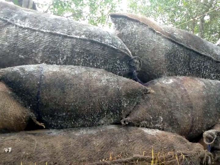 தஞ்சாவூரில் தொடர் மழை - கொள்முதல் செய்யப்பட்ட மூட்டைகளில் முளைக்கத் தொடங்கிய நெல்மணிகள்