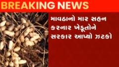 માવઠાના કારણે ખેતીને નુકસાન નથી થયું: ખેતીવાડી વિભાગ