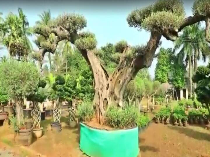 Andhra Pradesh East godavari kadiyam nursery plant exported mukesh ambani gujarat zoo park Mukesh Ambani: అంబానీ మెచ్చిన కడియం మొక్క... ఖరీదెంతో తెలుసా..!