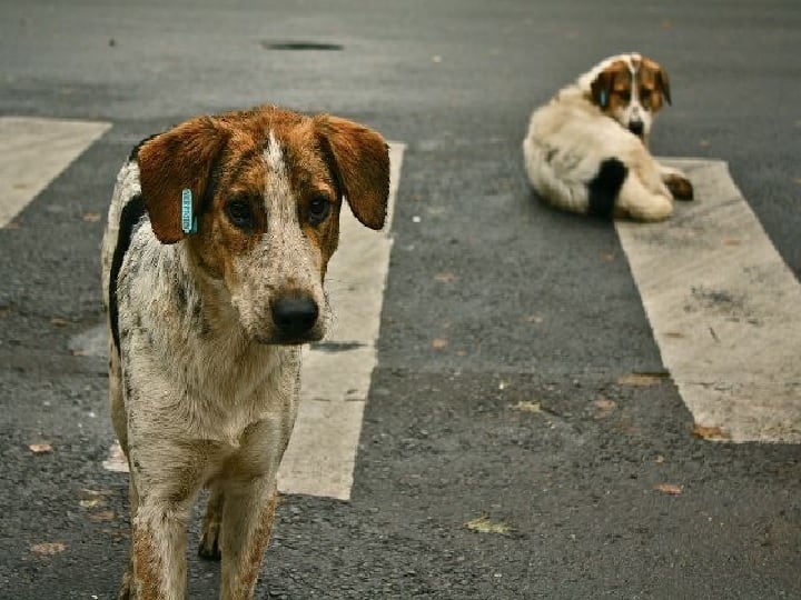 Delhi mandawali Animal cruelty in Delhi minors beat abandoned dog to death with stick FIR registered Delhi News: दिल्ली में पशु क्रूरता, नाबालिगों ने लावारिस कुत्ते को डंडे से पीटकर मार डाला, FIR दर्ज