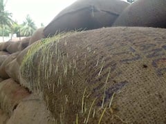 தஞ்சாவூரில் தொடர் மழை - கொள்முதல் செய்யப்பட்ட மூட்டைகளில் முளைக்கத் தொடங்கிய நெல்மணிகள்