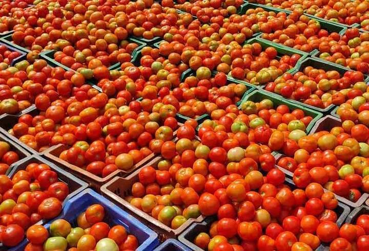 Amroha's farmers are get profit from tomato hike prices Tomato Price Hike: बाढ़ की वजह से टमाटर हो गया था बर्बाद, अब बढ़ी कीमतों पर बेचने से किसानों को हो रहा मुनाफा