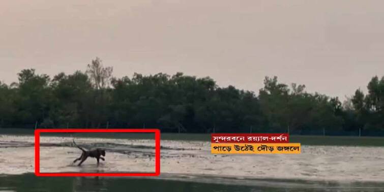 Visiting the Royal Bengal Tiger in the Sundarbans at the beginning of winter, happy tourists in South 24 Paraganas South 24 Paraganas: শীতের শুরুতেই সুন্দরবনে রয়্যাল বেঙ্গল টাইগার দর্শন, খুশি পর্যটকেরা