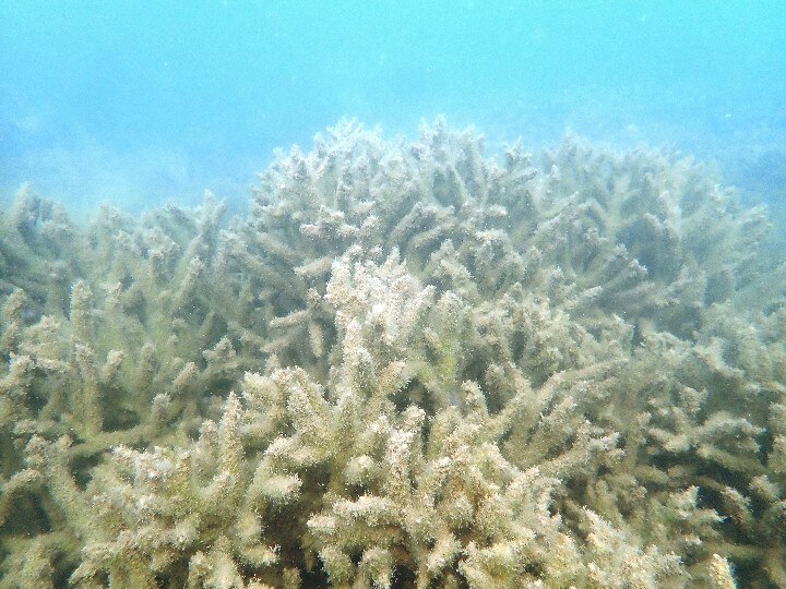 Gulf of Mannar | ஆக்சிஜன் அளவை குறைக்கும் பாசி, பச்சை பசேலென மாறும் கடல்.. மன்னார் வளைகுடா பகுதியில் அதிர்ச்சி