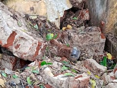 தஞ்சையில் சரபோஜி மன்னரால் கட்டப்பட்ட அன்னதான சத்திரம் - கனமழையால் இடிந்து விழுந்தது
