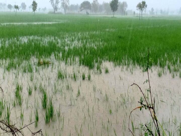 Bad news for the farmers of the state, forecast of non-seasonal rains for the next three days રાજ્યના ખેડૂતો માટે માઠા સમાચાર, આગામી ત્રણ દિવસ માવઠાની આગાહી, જાણો ક્યા વિસ્તારમાં પડશે વરસાદ