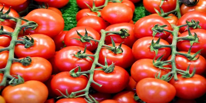 Tomato Price May Remain High For Another 2 Months CRISIL report Tomato: మళ్లీ టమాటా ధరలు పెరుగుతాయ్... వచ్చే రెండు నెలలూ ఇదే పరిస్థితి... కారణాలు వెల్లడించిన క్రిసిల్