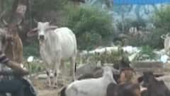 રખડતા ઢોરો મામલે અમદાવાદ કોર્પોરેશન સરકારમાં કરશે રજૂઆત, જુઓ ગુજરાતી ન્યુઝ