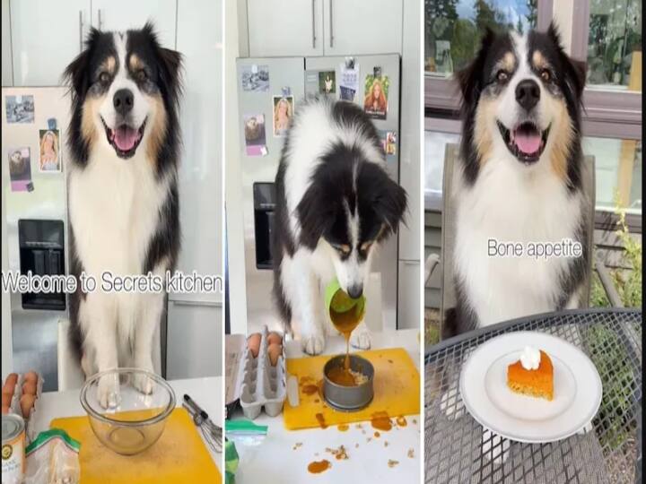 Video of dog cooking and Eating pumpkin goes viral in Instagram Watch Video| வெல்கம் டூ சண்டே சமையல்... நாய் சமைத்து சாப்பிடும் வைரல் வீடியோ !