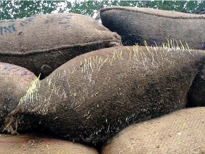 தஞ்சாவூரில் தொடர் மழை - கொள்முதல் செய்யப்பட்ட மூட்டைகளில் முளைக்கத் தொடங்கிய நெல்மணிகள்