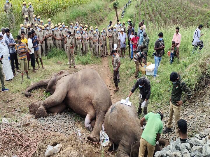 Coimbatore: The elephant that died in the train collision was pregnant - shocking information at the autopsy கோவையில் ரயில் மோதி உயிரிழந்த யானை கர்ப்பமாக இருந்தது - பிரேதபரிசோதனையில் அதிர்ச்சி தகவல்