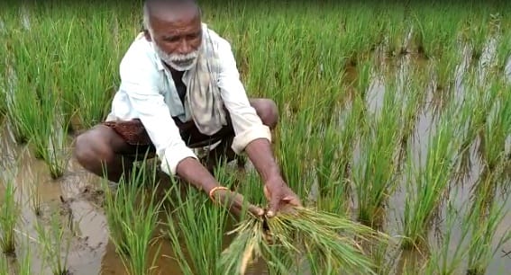 nellore district crop damage report Crop Damage: నెల్లూరు పంట నష్టం అంచనా 8.5కోట్ల రూపాయలు..