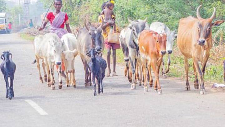 திருச்சி: அடையாளம் தெரியாத வாகனம் மோதி 4 மாடுகள் உயிரிழப்பு