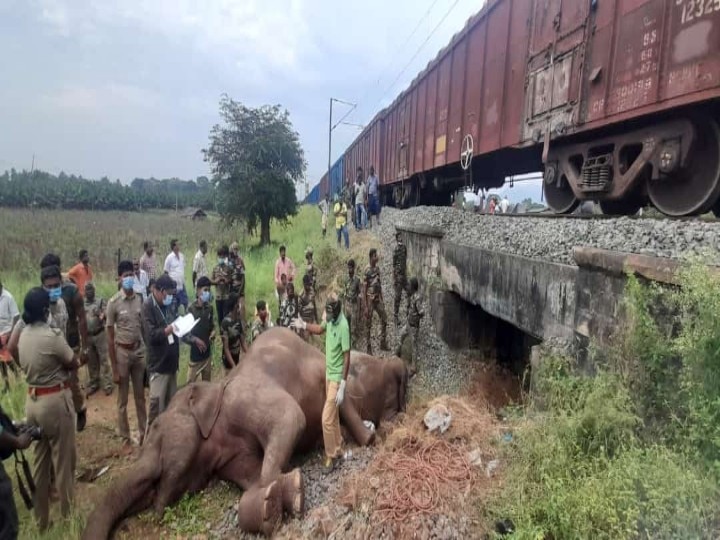 கோவையில் ரயில் மோதி உயிரிழந்த யானை கர்ப்பமாக இருந்தது - பிரேதபரிசோதனையில் அதிர்ச்சி தகவல்