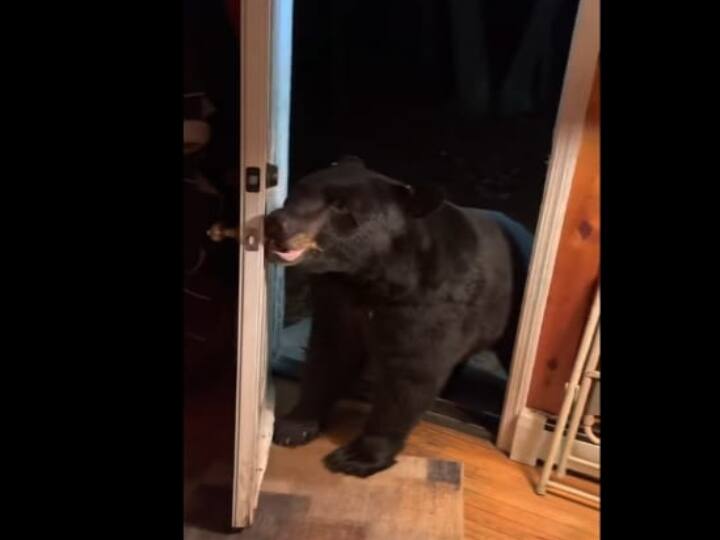 Viral Video: Bear was sitting in balcony of woman house, what happened next surprise you Viral Video: महिला के घर की बालकनी में बैठा था भालू, आगे जो हुआ आपको कर देगा हैरान