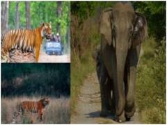 Uttarakhand News: आखिर किसने बचाई जिम कॉर्बेट के निदेशक की कुर्सी? जानिए पूरा खेल