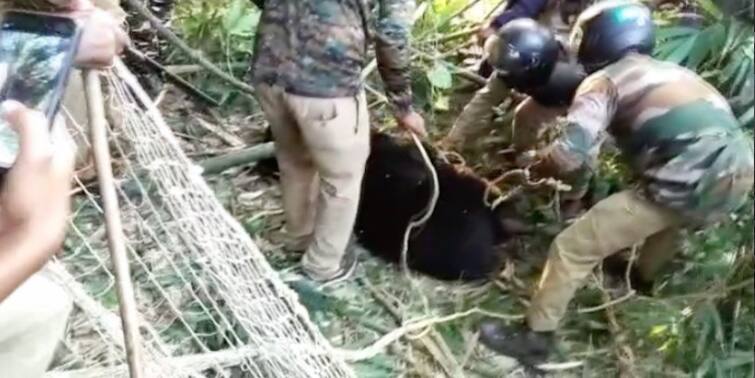 Jalpaiguri: Bear entered into tea estate at Nagrakata, tranquilized by the forest department Jalpaiguri: নাগরাকাটার চা-বাগানে ভালুকের হানা, ঘুমপাড়ানি গুলিতে বেহুঁশ করে জালবন্দি করল বন দফতর