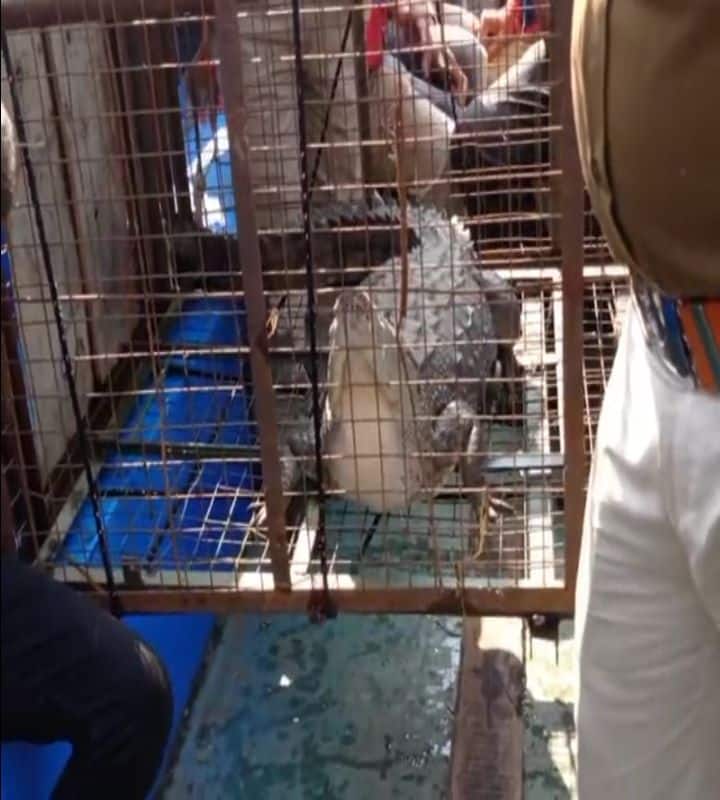Jabalpur News: पर्यटन स्थल भेड़ाघाट में कई दिनों से दहशत फैला रहा था मगरमच्छ, वन विभाग की रेस्क्यू टीम ने आखिरकार पकड़ा