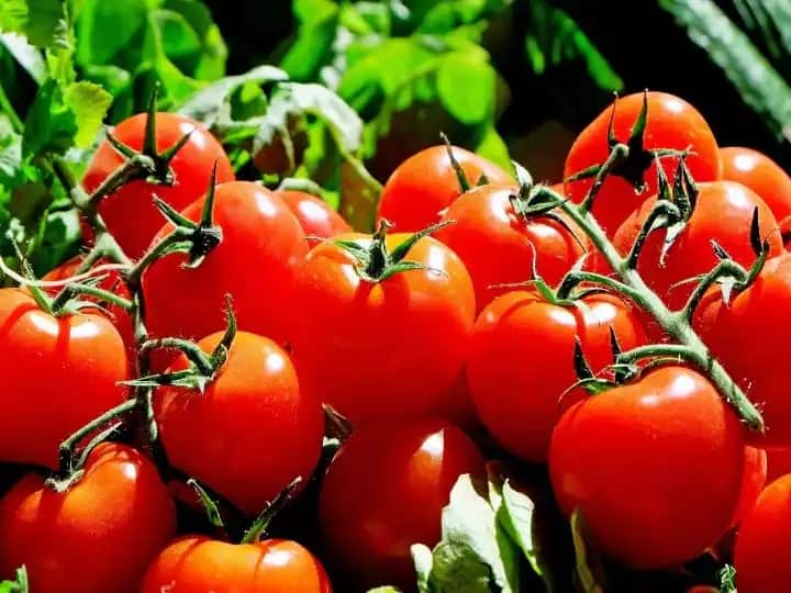 Tomato Farming: Know how to do tomato farming and best time for cultivation Tomato Farming: ટમેટાની ખેતીથી થોડા જ મહિનામાં બની જશો લખપતિ, ત્રણ ગણી થઈ શકે છે આવક !