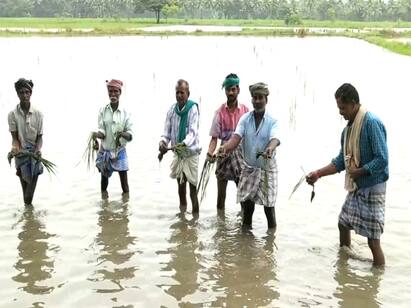 1000 acres of submerged samba crops in Mayiladuthurai for the third time மயிலாடுதுறையில் மூன்றாவது முறையாக நீரில் மூழ்கிய 1000 ஏக்கர் சம்பா பயிர்கள்...!