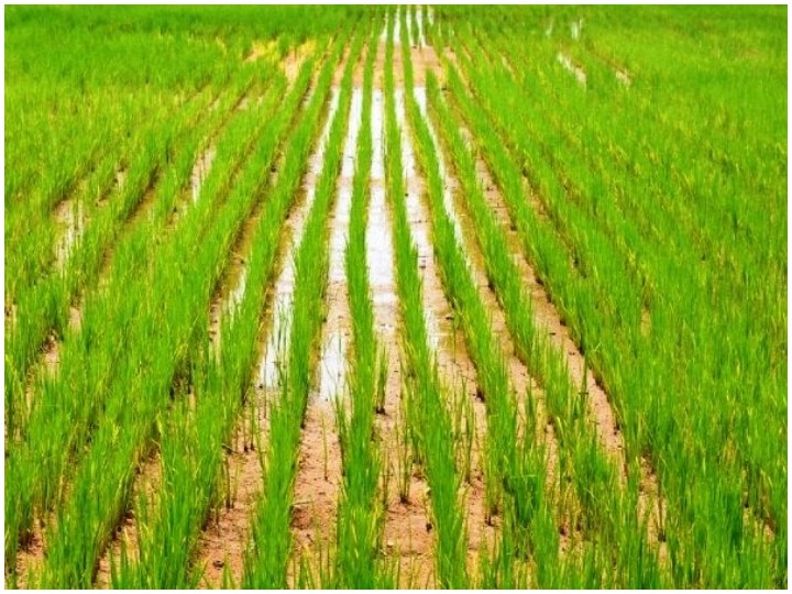 Paddy Cultivation: कम बारिश में भी धान की बेहतरीन पैदावार मिल जायेगी, ऐसे करें खाद-बीज और सिंचाई का इंतजाम