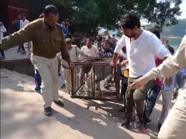 Madhya Pradesh Jabalpur's Bhedaghat crocodile was caught by the forest department's rescue team ANN Jabalpur News: पर्यटन स्थल भेड़ाघाट में कई दिनों से दहशत फैला रहा था मगरमच्छ, वन विभाग की रेस्क्यू टीम ने आखिरकार पकड़ा