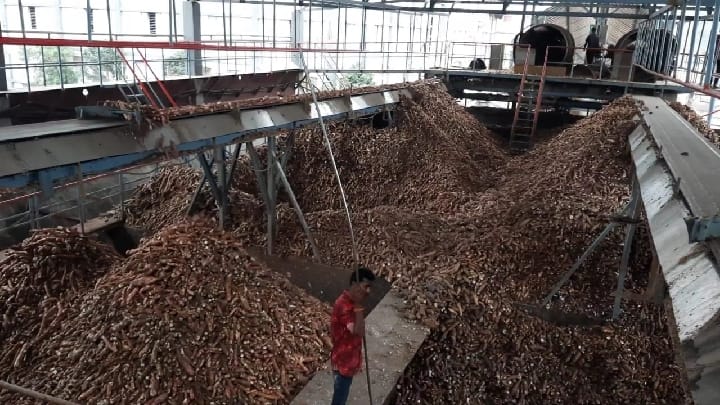 Dharmapuri: Intensification of cassava harvest due to rains - Farmers worried over refusal to buy at factory மழையால் மரவள்ளிக்கிழங்கு அறுவடை தீவிரம் - தொழிற்சாலையில் வாங்க மறுப்பதால் விவசாயிகள் கவலை