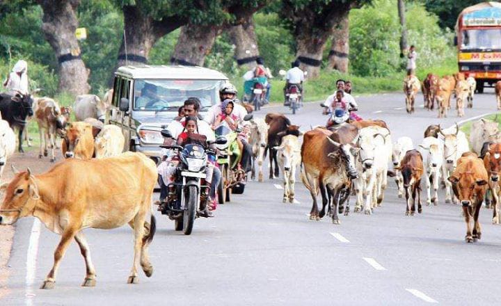 திருச்சி: அடையாளம் தெரியாத வாகனம் மோதி 4 மாடுகள் உயிரிழப்பு
