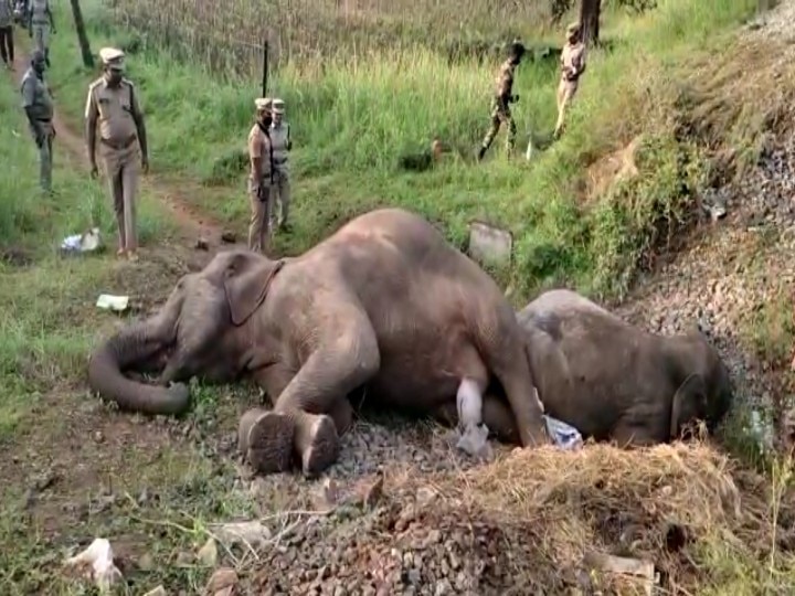 கோவையில் ரயில் மோதி உயிரிழந்த யானை கர்ப்பமாக இருந்தது - பிரேதபரிசோதனையில் அதிர்ச்சி தகவல்