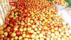 Tomato Theft: కృష్ణాజిల్లాలో చర్చనీయాంశంగా మారిన టమోటాల దొంగతనం కేసు