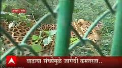 Junnar : राज्यात एकच बिबट निवारा केंद्र, बिबट्यांच्या वाढत्या संखेमुळे जागेची कमतरता...