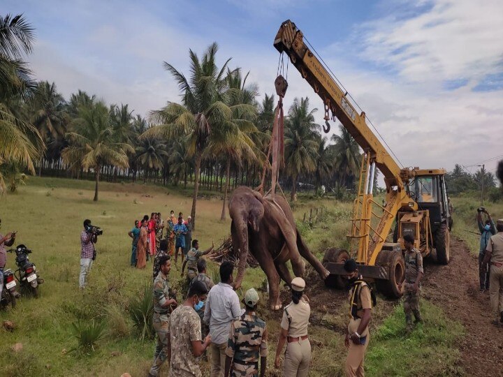 கோவையில் ரயில் மோதி உயிரிழந்த யானை கர்ப்பமாக இருந்தது - பிரேதபரிசோதனையில் அதிர்ச்சி தகவல்