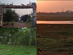 Durg News: छत्तीसगढ़ के दुर्ग में मिलेगा विदेशी पक्षियों को परमानेंट बसेरा, शहर के बीचोबीच 300 एकड़ में बन रहा है जंगल पार्क