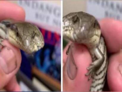Two-headed, blue-tongued lizard video goes viral Watch Video: நம்பமுடியவில்லை.. இரண்டு தலையுடன் கில்லியாக வரும் பல்லி - வைரல் வீடியோ
