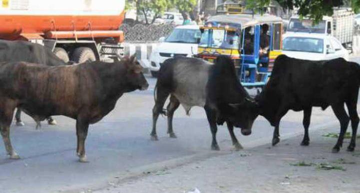 மதுரையில் மாடு முட்டிய முதியவர் உயிரிழப்பு; பொதுமக்களின் புகார்கள் மீது அலட்சியம்