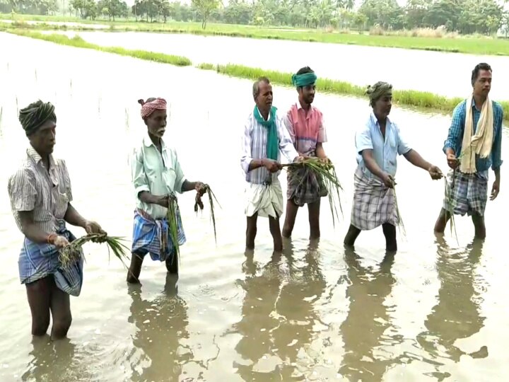 மயிலாடுதுறையில் மூன்றாவது முறையாக நீரில் மூழ்கிய 1000 ஏக்கர் சம்பா பயிர்கள்...!