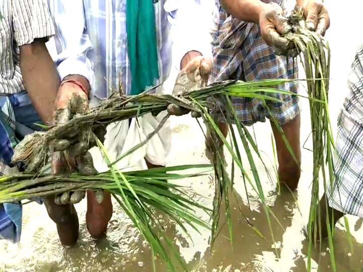 மயிலாடுதுறையில் மூன்றாவது முறையாக நீரில் மூழ்கிய 1000 ஏக்கர் சம்பா பயிர்கள்...!