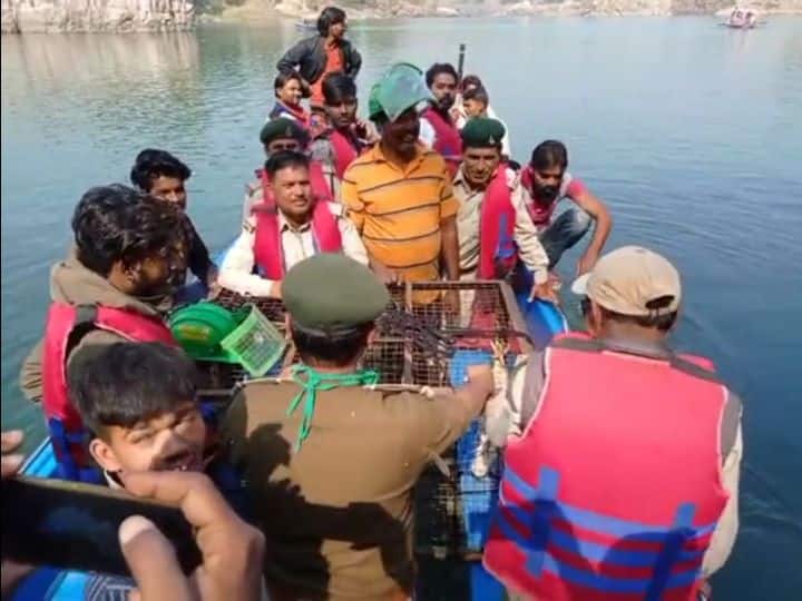 Jabalpur News: पर्यटन स्थल भेड़ाघाट में कई दिनों से दहशत फैला रहा था मगरमच्छ, वन विभाग की रेस्क्यू टीम ने आखिरकार पकड़ा
