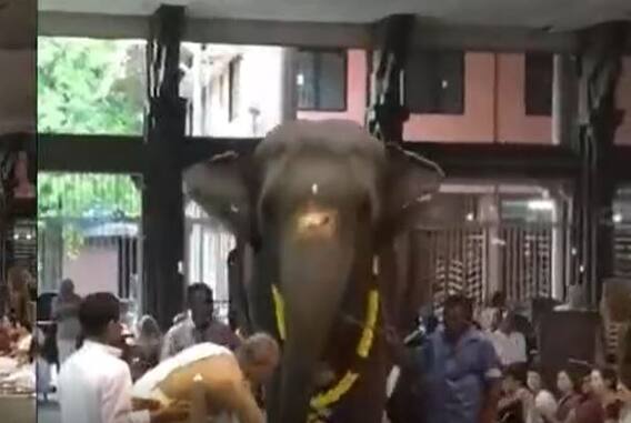 Viral Video: కేరళలోని అమృతాపురి ఆశ్రమ ప్రత్యేకం గజపూజా మహోత్సవం