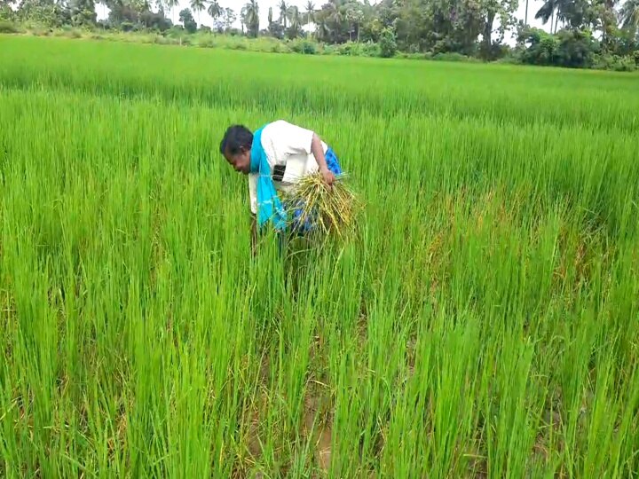 மழையில் தப்பி எலிகளிடம் சிக்கிய பயிர்கள் - வேதனையில் மயிலாடுதுறை விவசாயிகள்